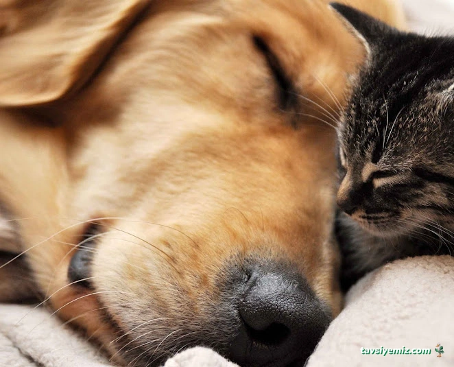 Daisy Veteriner Kliniği