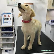 Damla Veteriner Kliniği