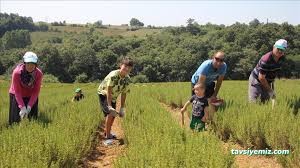 Erva İlaçlama - Tarım