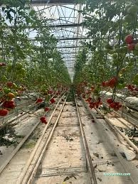 Demirdaşlar Müteahhitlik Seracılık