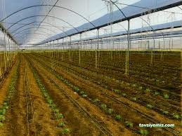 Demirdaşlar Müteahhitlik Seracılık