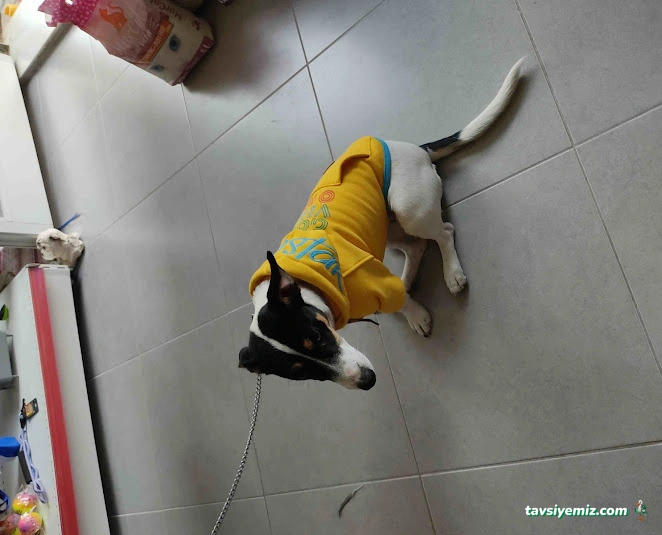 Demirtaş Alp Petshop