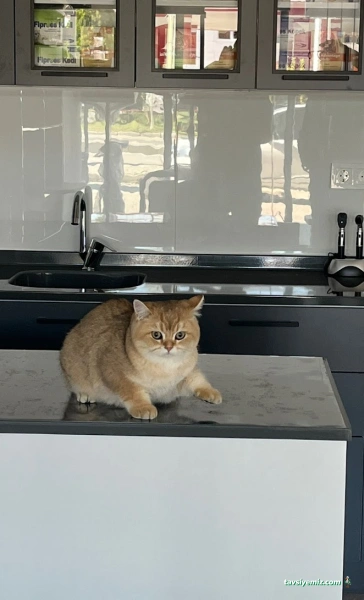 Demirtaş Veteriner Kliniği | 7/24 Acil Veteriner | Nöbetçi Veteriner | Demirtaş Veteriner | Osmangazi Veteriner