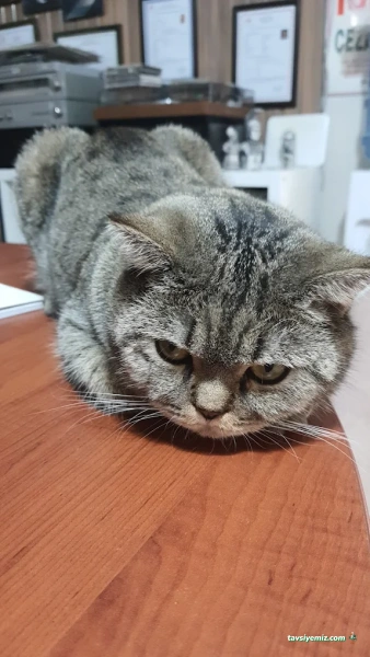 Deniz Veteriner Klinigi