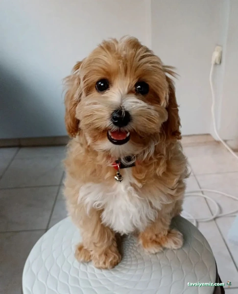 Deniz Veteriner Klinigi