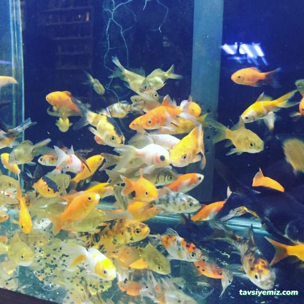 Denizatı Petshop Yalova