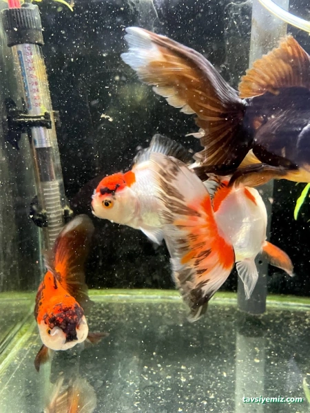 Denizatı Petshop Yalova