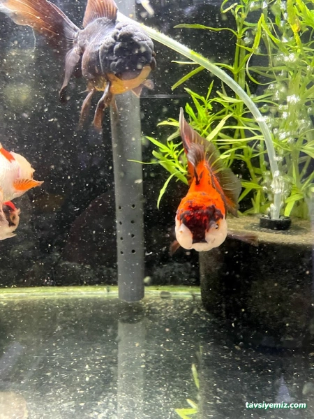 Denizatı Petshop Yalova