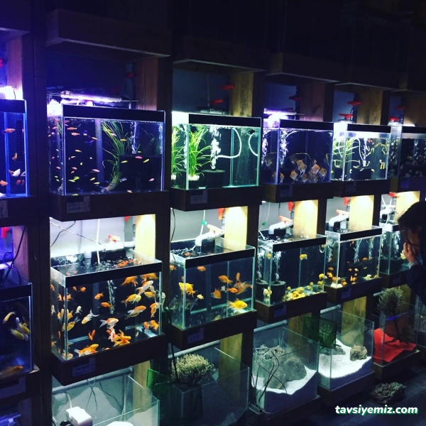 Denizatı Petshop Yalova