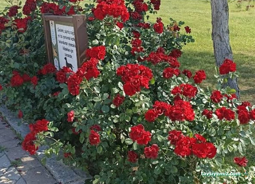 Denizli Belediyesi Sokak Hayvanları Kliniği
