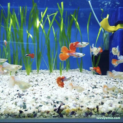 Dilan Akvaryum Petshop