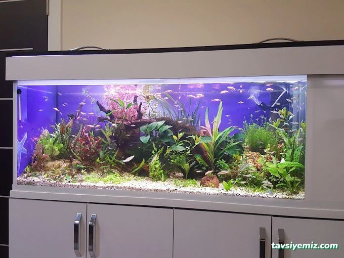 Dilan Akvaryum Petshop