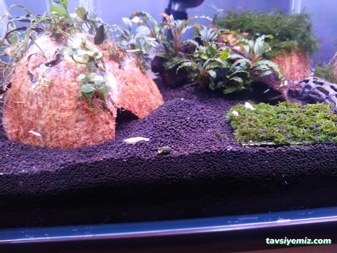 Dilan Akvaryum Petshop