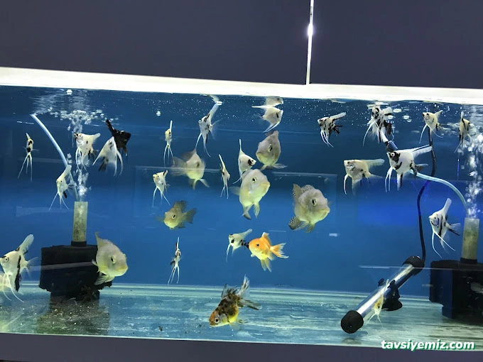Dilan Akvaryum Petshop