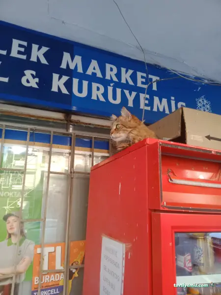 Dilekmarket Tekel Şans Oyunları