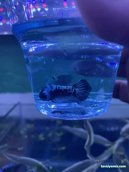 Dilmaçlar Akvaryum