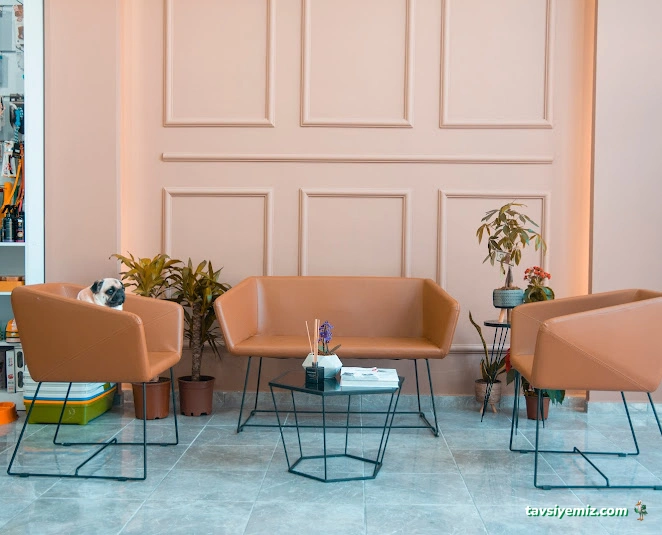 Dobby Veteriner Polikliniği I 7/24 Acil Veteriner I Ataevler Veteriner I Nilüfer Veteriner I Nöbetçi Veteriner