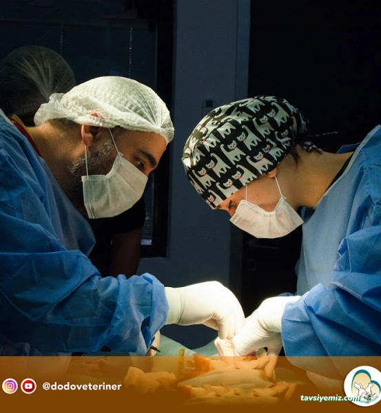 Dodo Veteriner Polikliniği