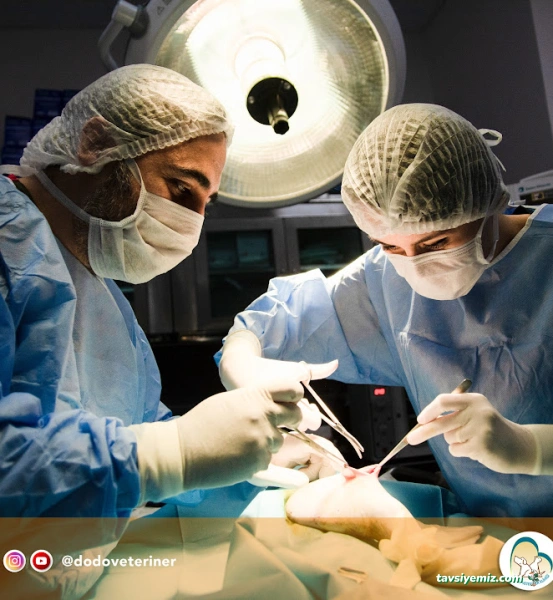 Dodo Veteriner Polikliniği
