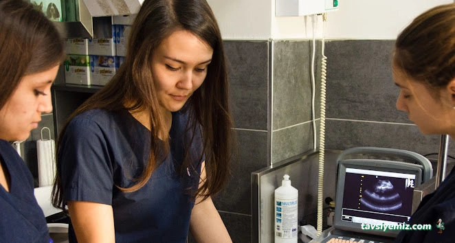 Dodo Veteriner Polikliniği