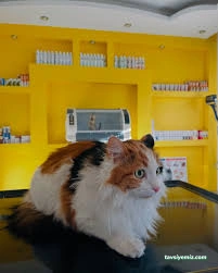 Doğa Pet Veteriner Kliniği