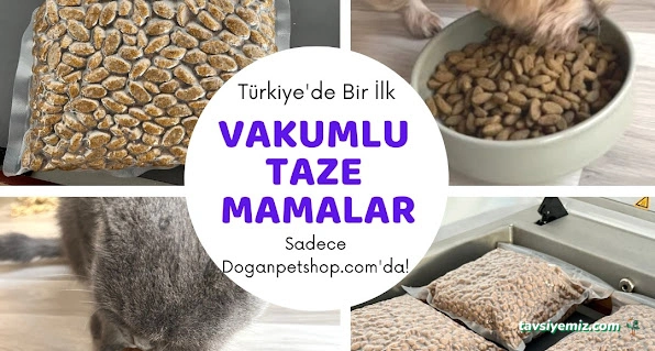 Doğan Petshop 1-Güllük
