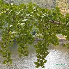 Doğaya Dönüş Peyzaj Planlama Ve Tasarım