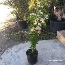 Dokuzlu Çiçek Ve Meyve Fidanı Satış Serası