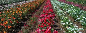 Dokuzlu Çiçek Ve Meyve Fidanı Satış Serası