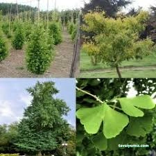 Dokuzlu Çiçek Ve Meyve Fidanı Satış Serası