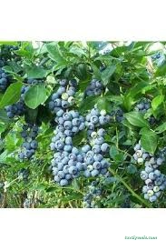 Dokuzlu Çiçek Ve Meyve Fidanı Satış Serası