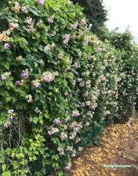 Dokuzlu Çiçek Ve Meyve Fidanı Satış Serası