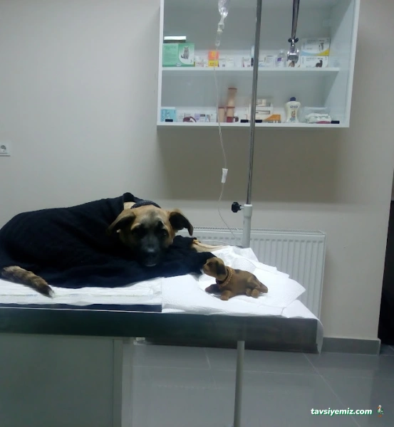 Dora Veteriner Kliniği