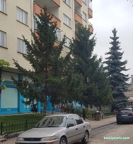 Dr. Dicle Ulu Hacamat, Akupunktur, Mezoterapi, Hipnoz Eskişehir