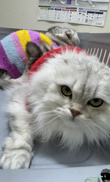 Dr.pati Veteriner Klinigi