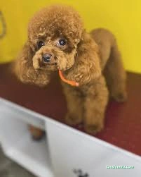 Duman Pet Kuaför / Shop