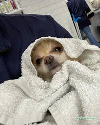 Duman Pet Kuaför / Shop