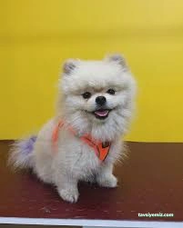 Duman Pet Kuaför / Shop