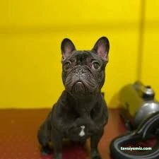 Duman Pet Kuaför / Shop