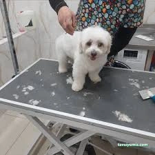 Duman Pet Kuaför / Shop