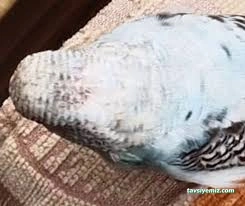 Duru Veteriner Kliniği/Kanatlı Hayvan Kliniği