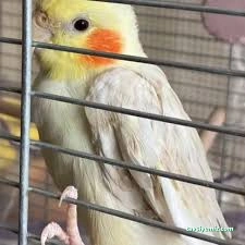 Duru Veteriner Kliniği/Kanatlı Hayvan Kliniği