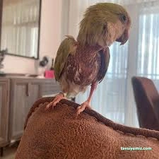 Duru Veteriner Kliniği/Kanatlı Hayvan Kliniği