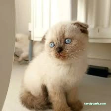 Düzce Kedi Oteli Ve Pet Kuaförü