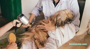 Düzce Kedi Oteli Ve Pet Kuaförü