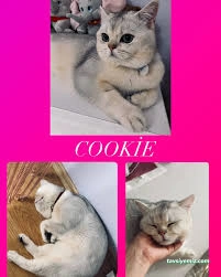 Düzce Kedi Oteli Ve Pet Kuaförü