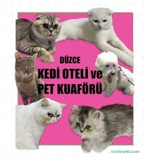 Düzce Kedi Oteli Ve Pet Kuaförü