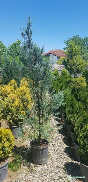 Düzce Koru Peyzaj Fidancılık