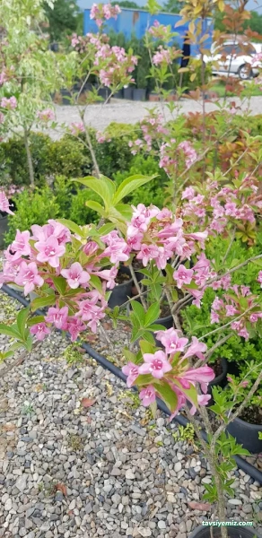 Düzce Koru Peyzaj Fidancılık