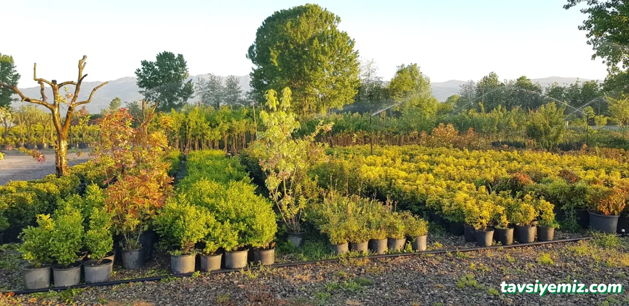 Düzce Koru Peyzaj Fidancılık